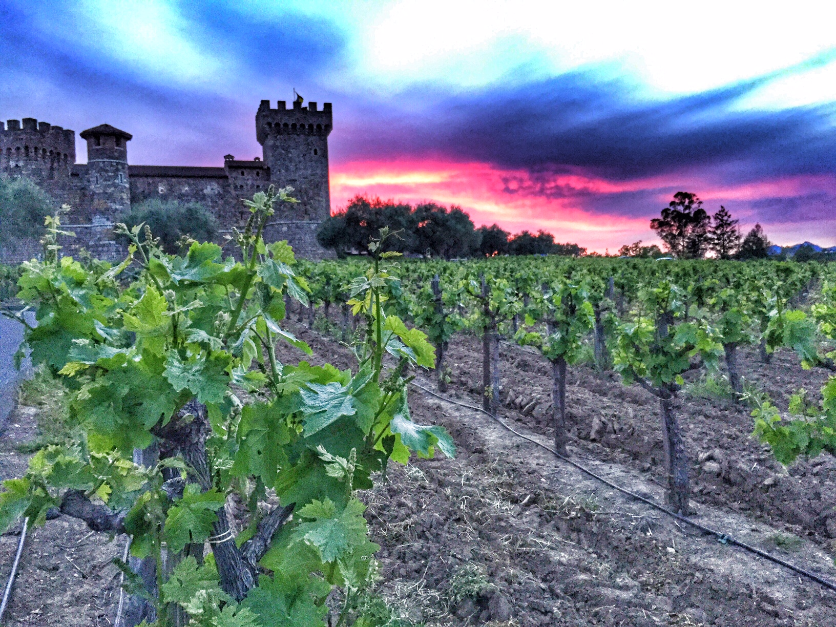 Castillo di Amorosa, the-alyst.com