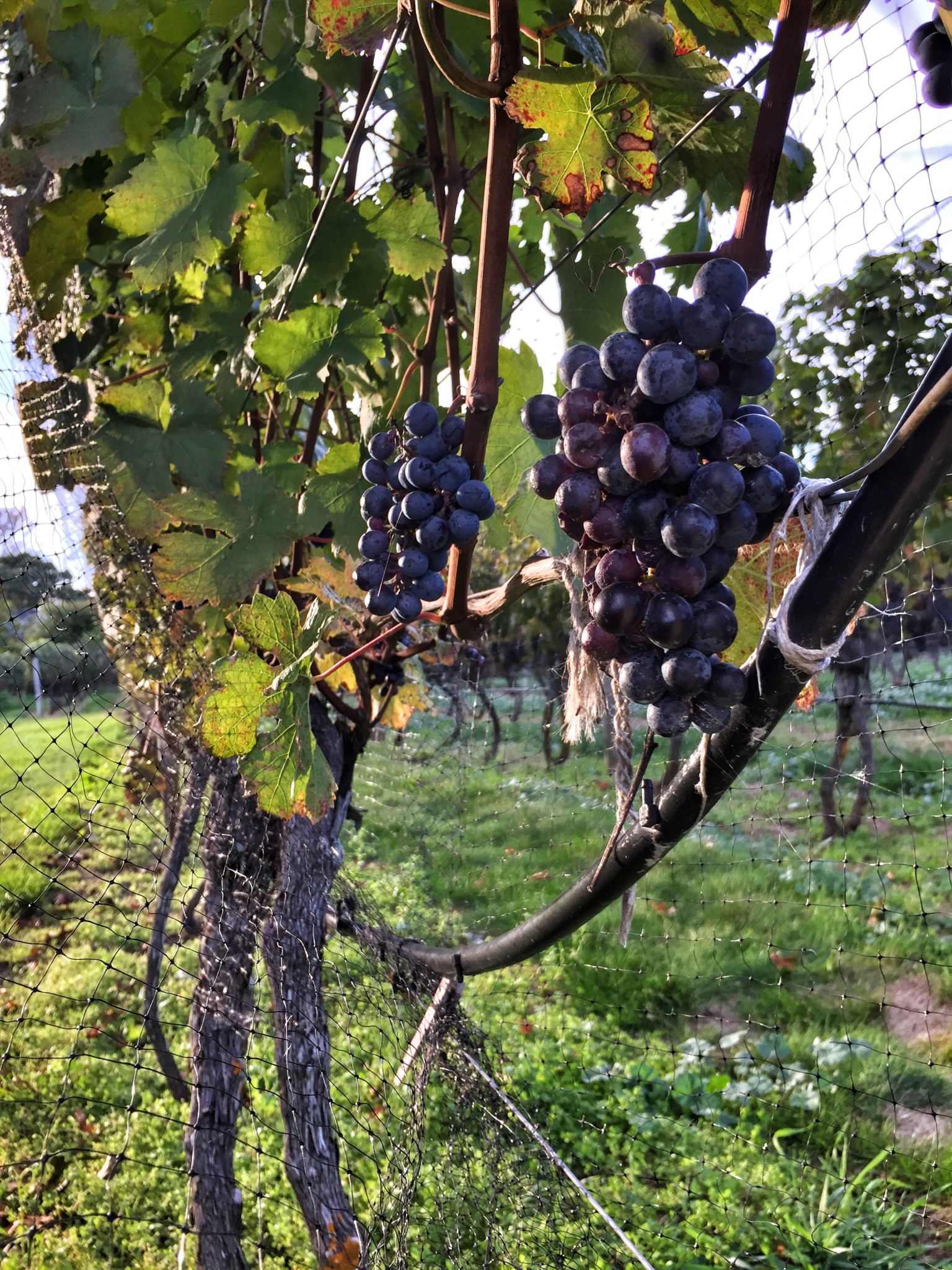 truro vineyards cape cod - the-alyst.com