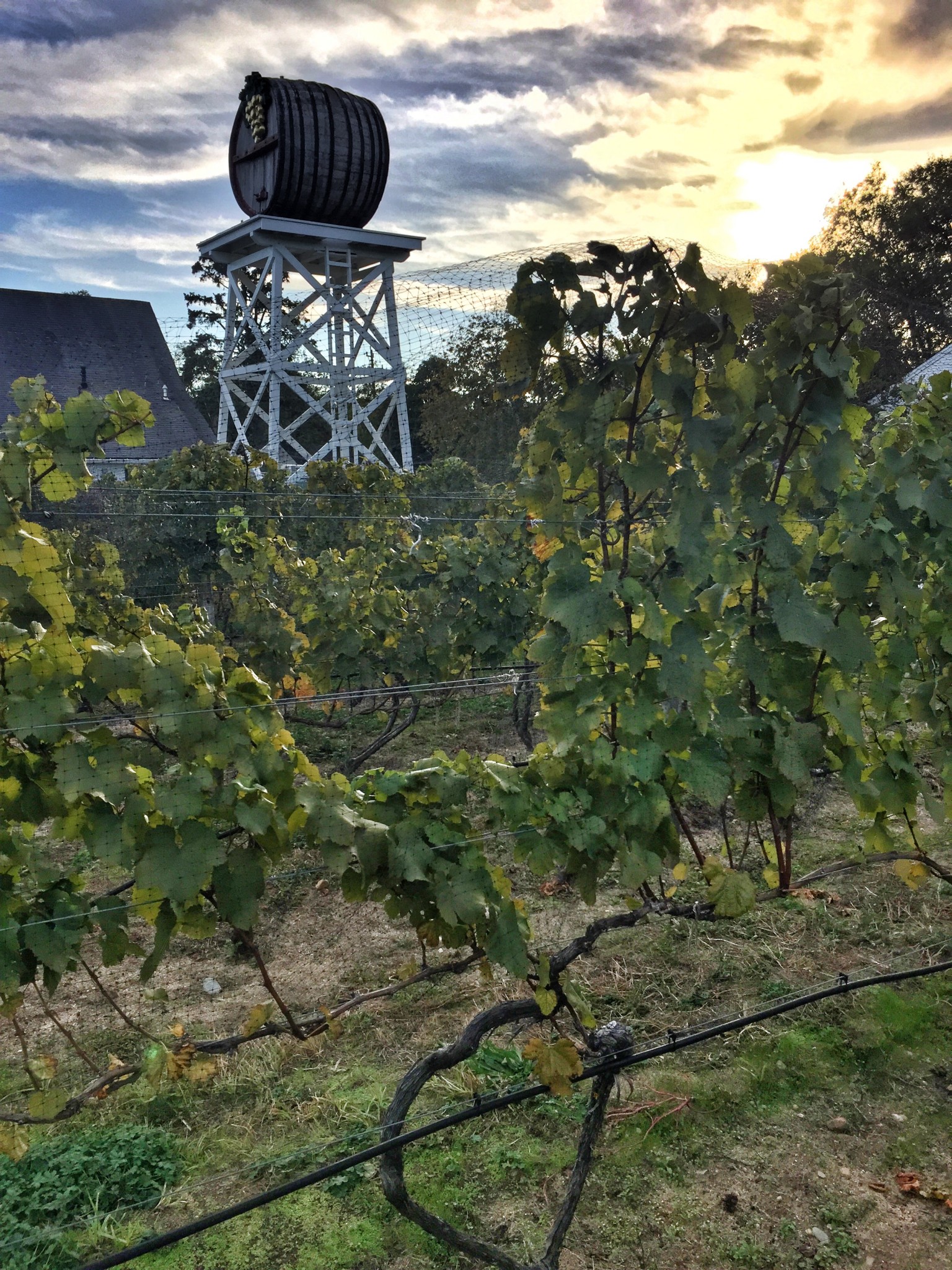 truro vineyards cape cod - the-alyst.com