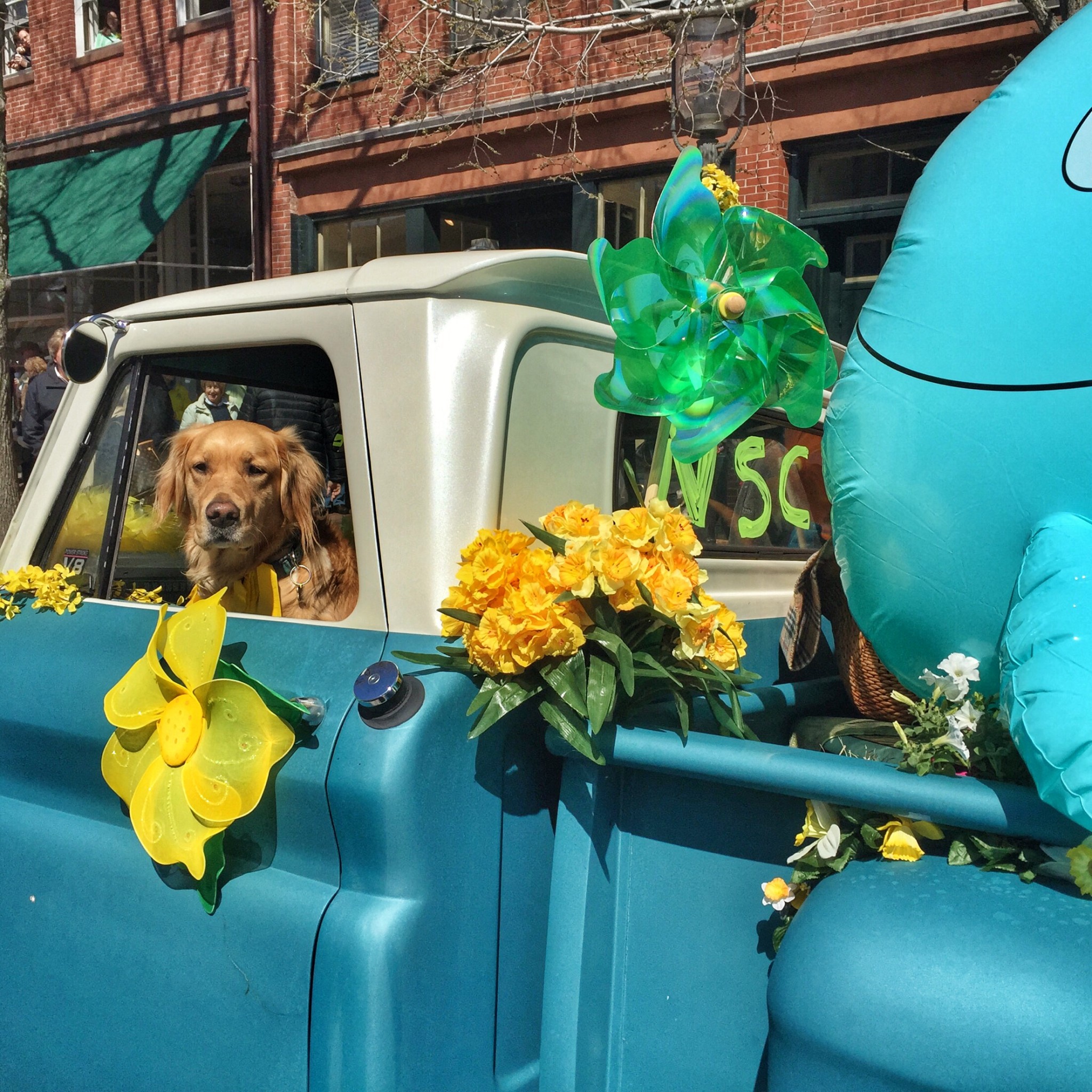 nantucket daffodil festival, the-alyst.com