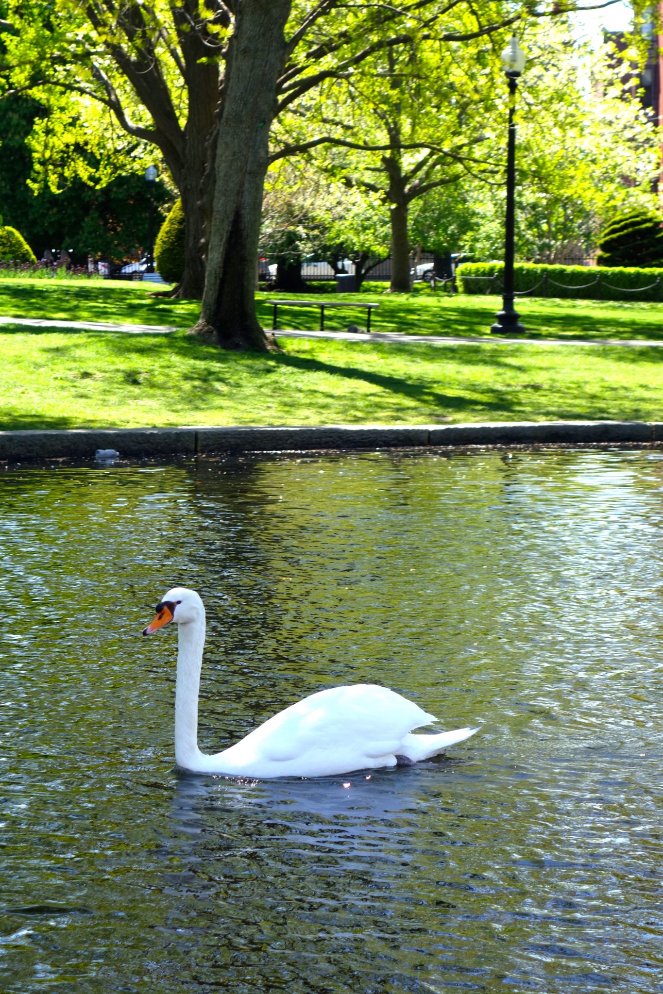 boston public garden, the-alyst.com