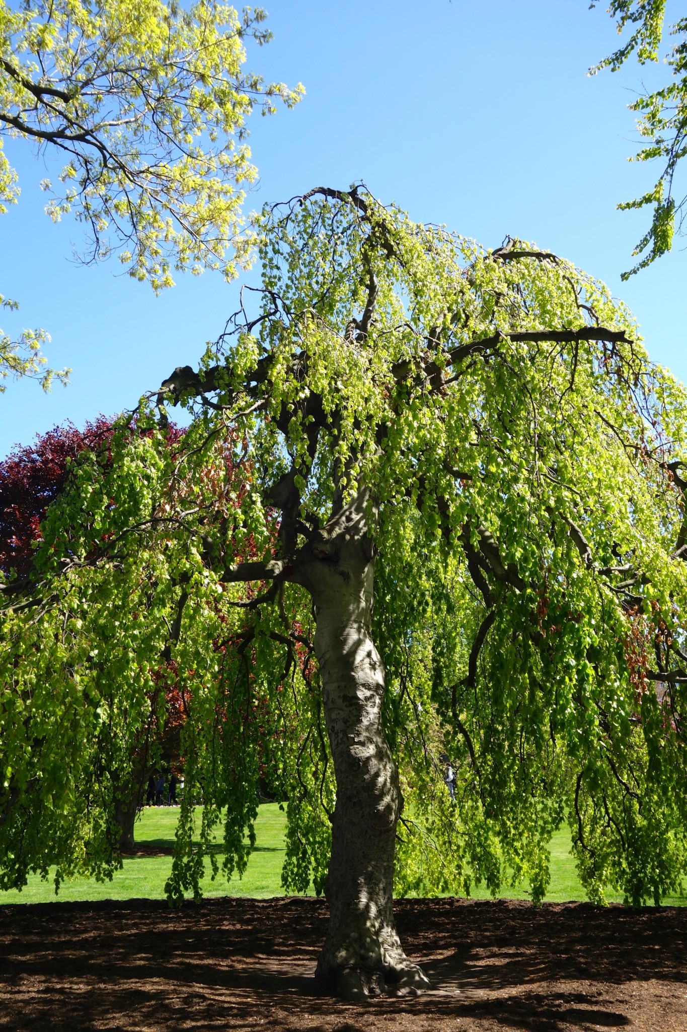 boston public garden, the-alyst.com