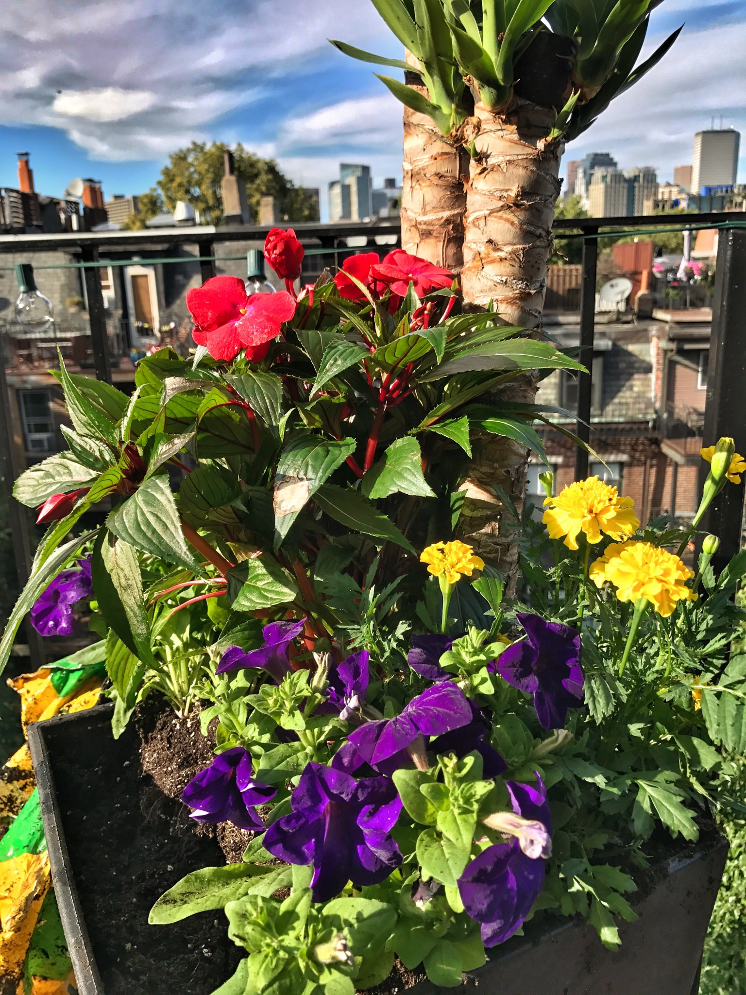 urban garden, boston, balcony garden, the-alyst.com