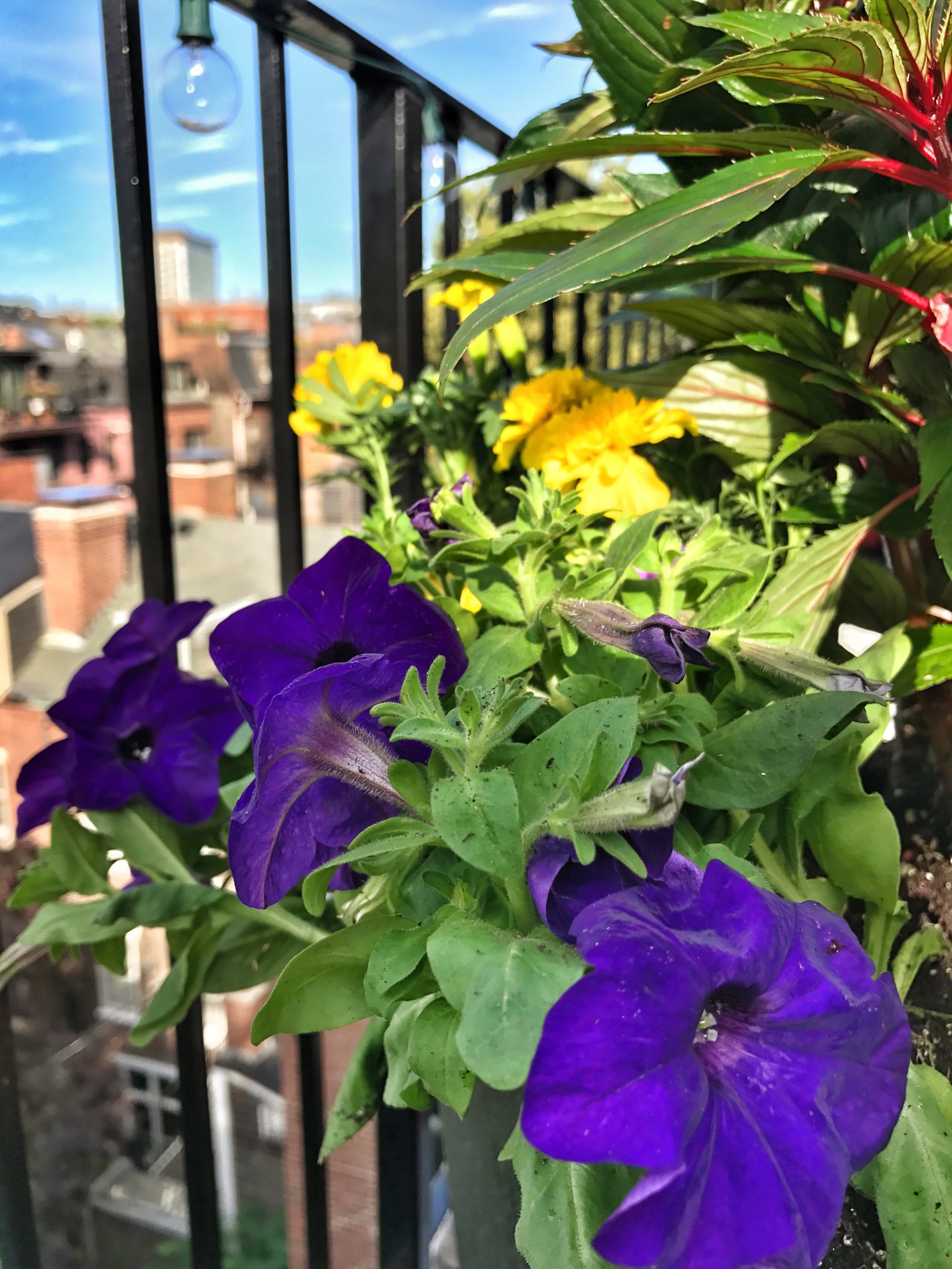 urban garden, boston, balcony garden, the-alyst.com