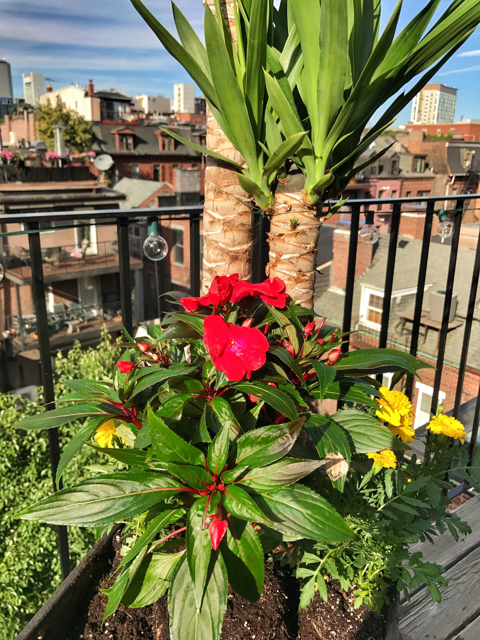 urban garden, boston, balcony garden, the-alyst.com
