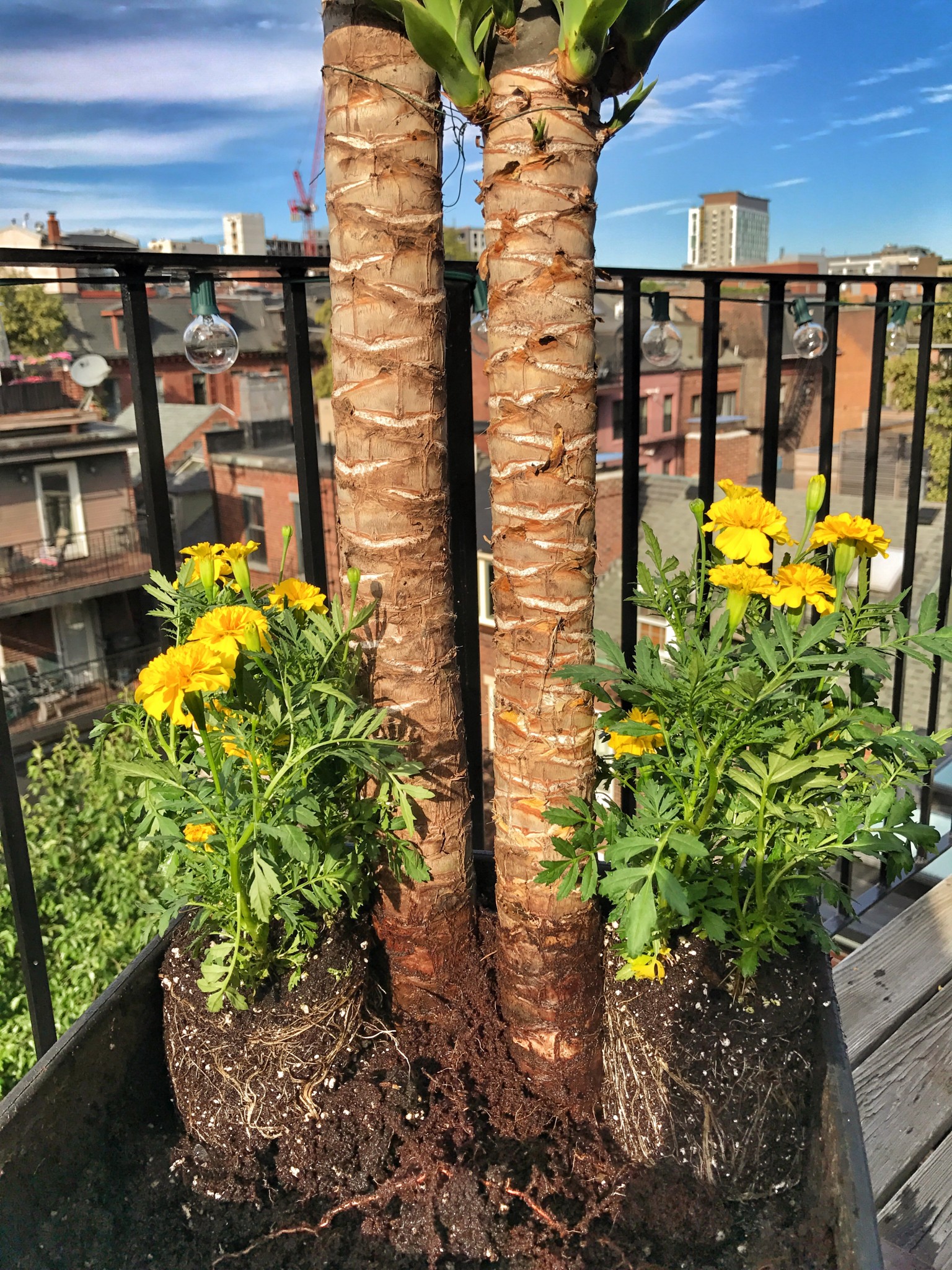 urban garden, boston, balcony garden, the-alyst.com