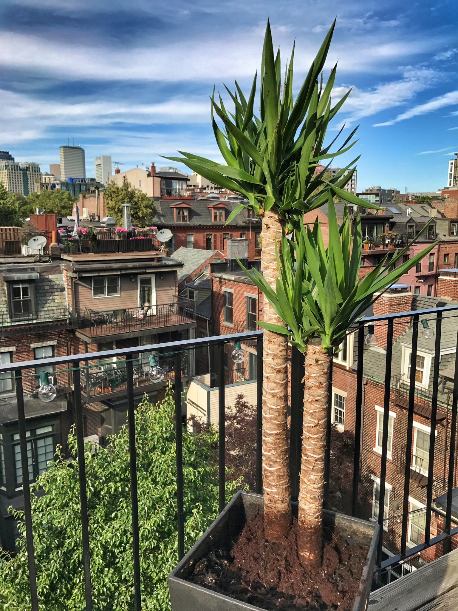 urban garden, boston, balcony garden, the-alyst.com