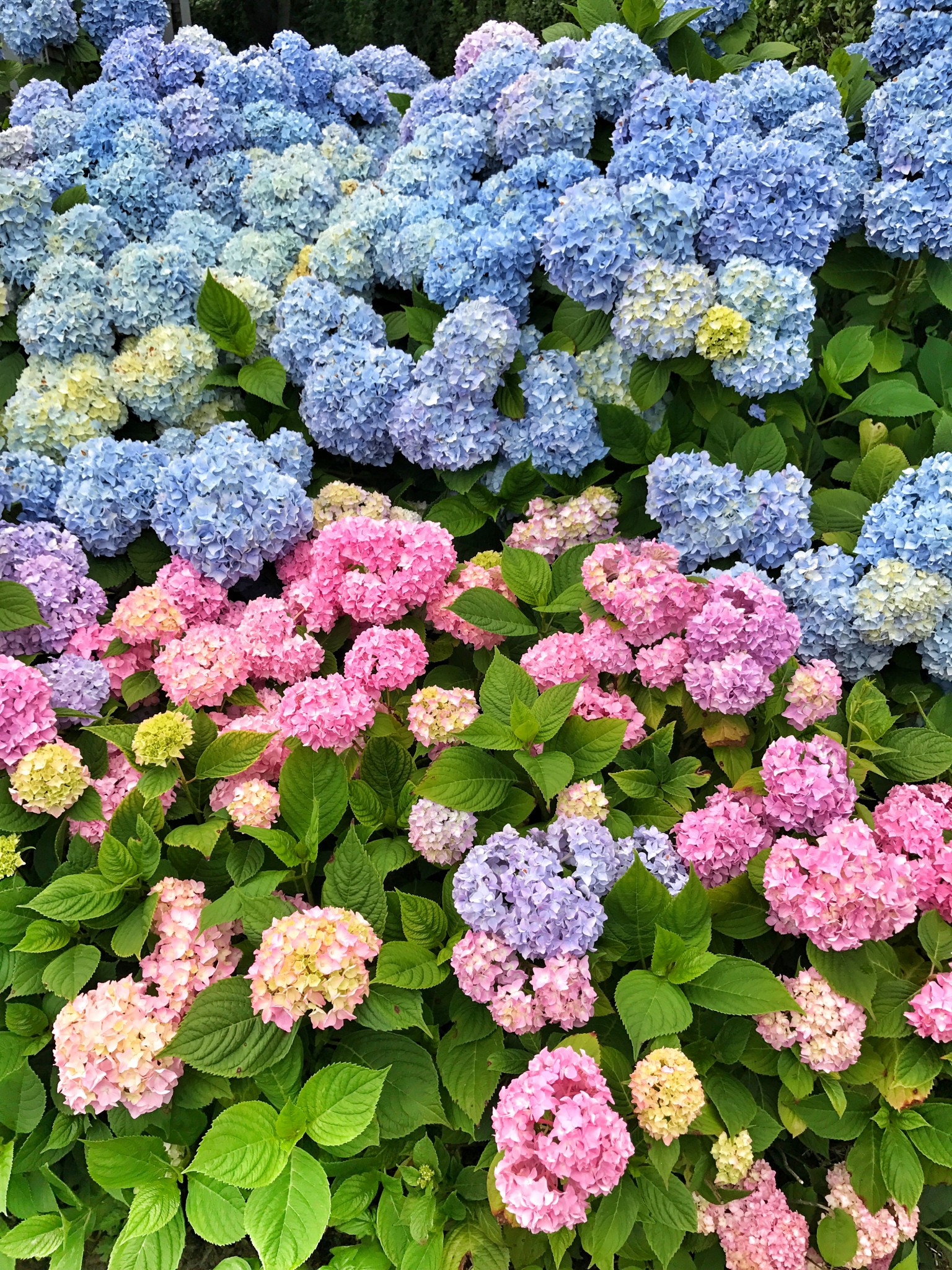 nantucket, what to do on nantucket, the-alyst.com