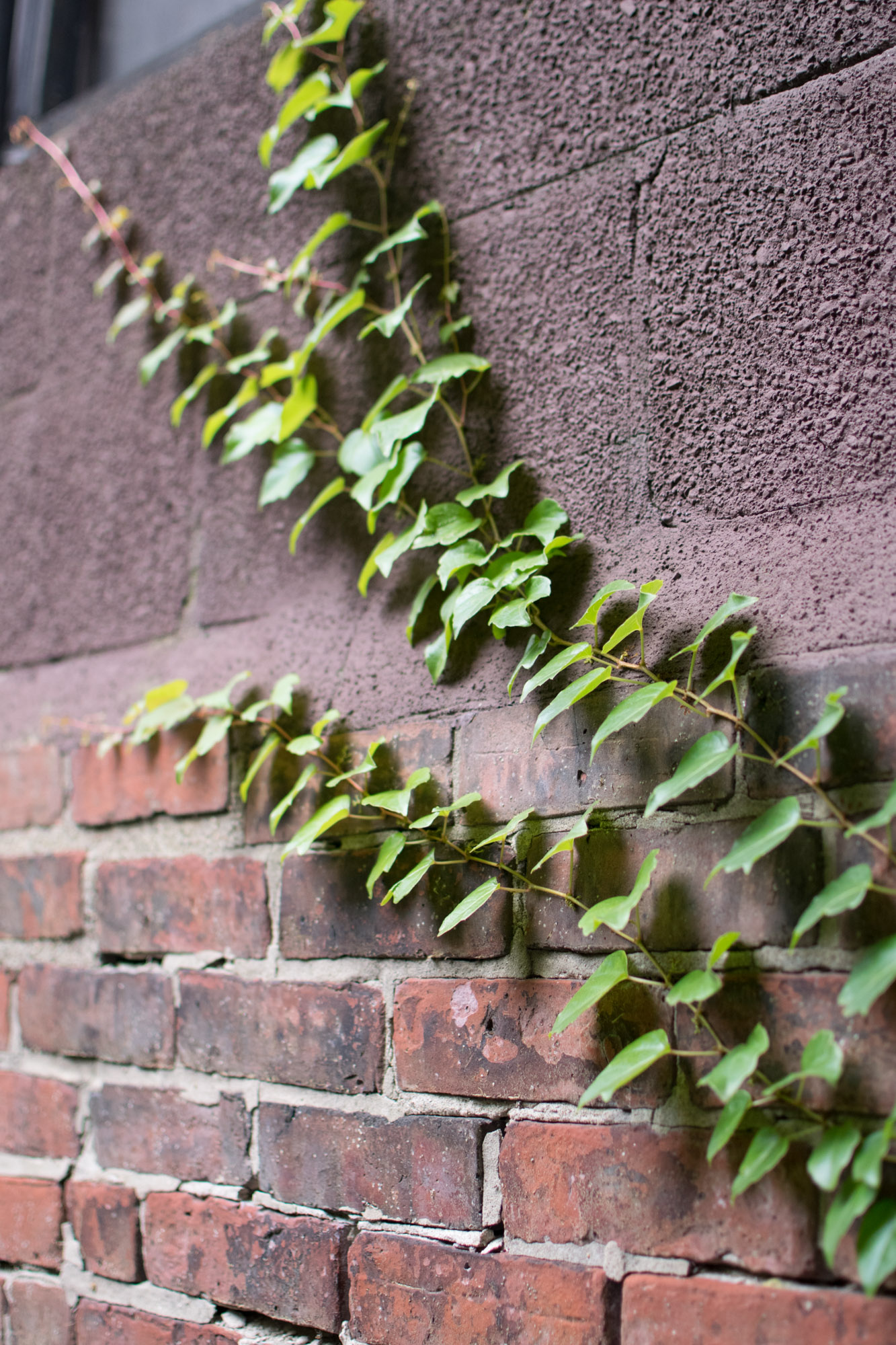 the wholy grain, boston cafés, the-alyst.com