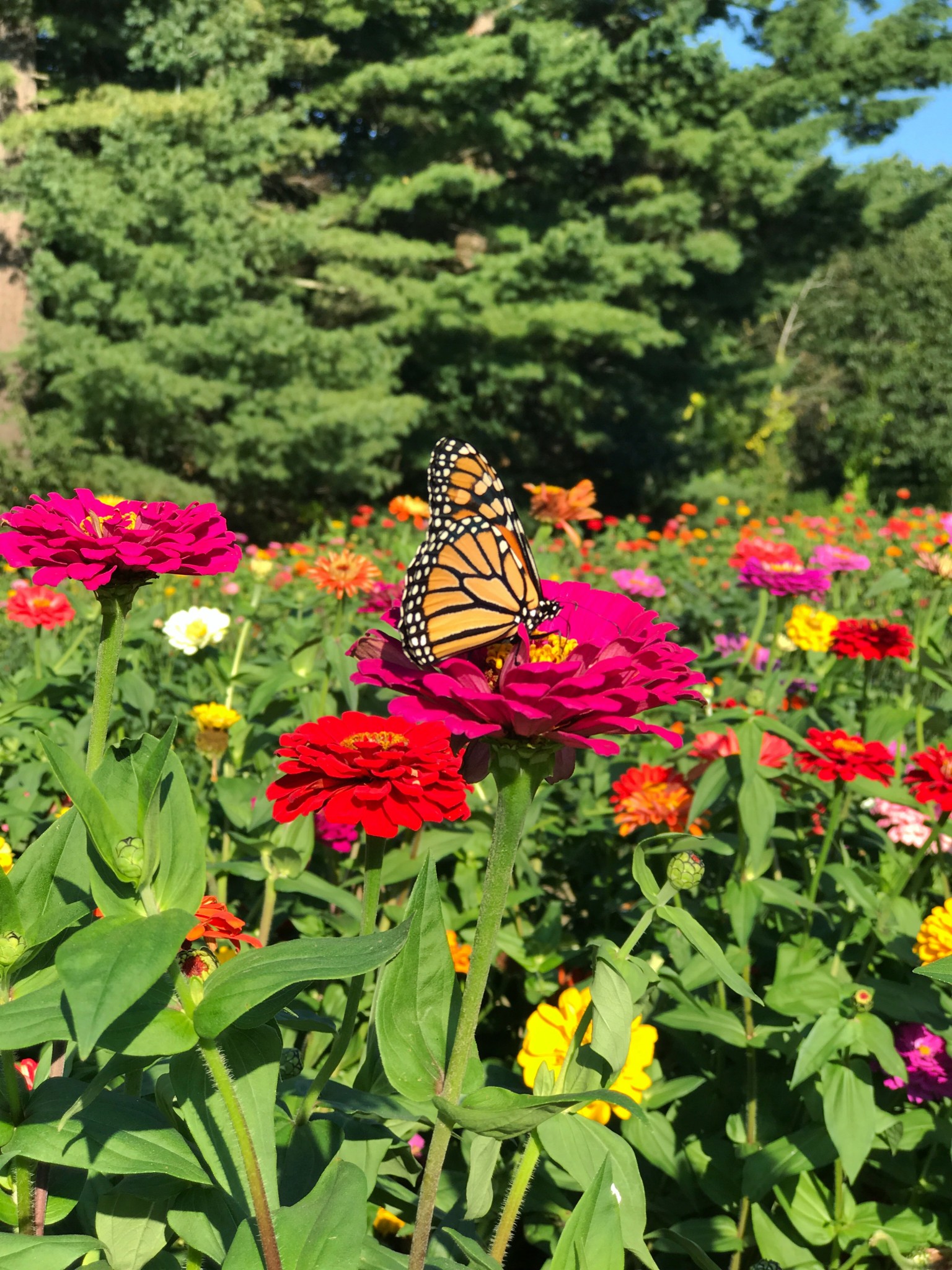 pick your flowers, parlee farms, flower farm, the-alyst.com