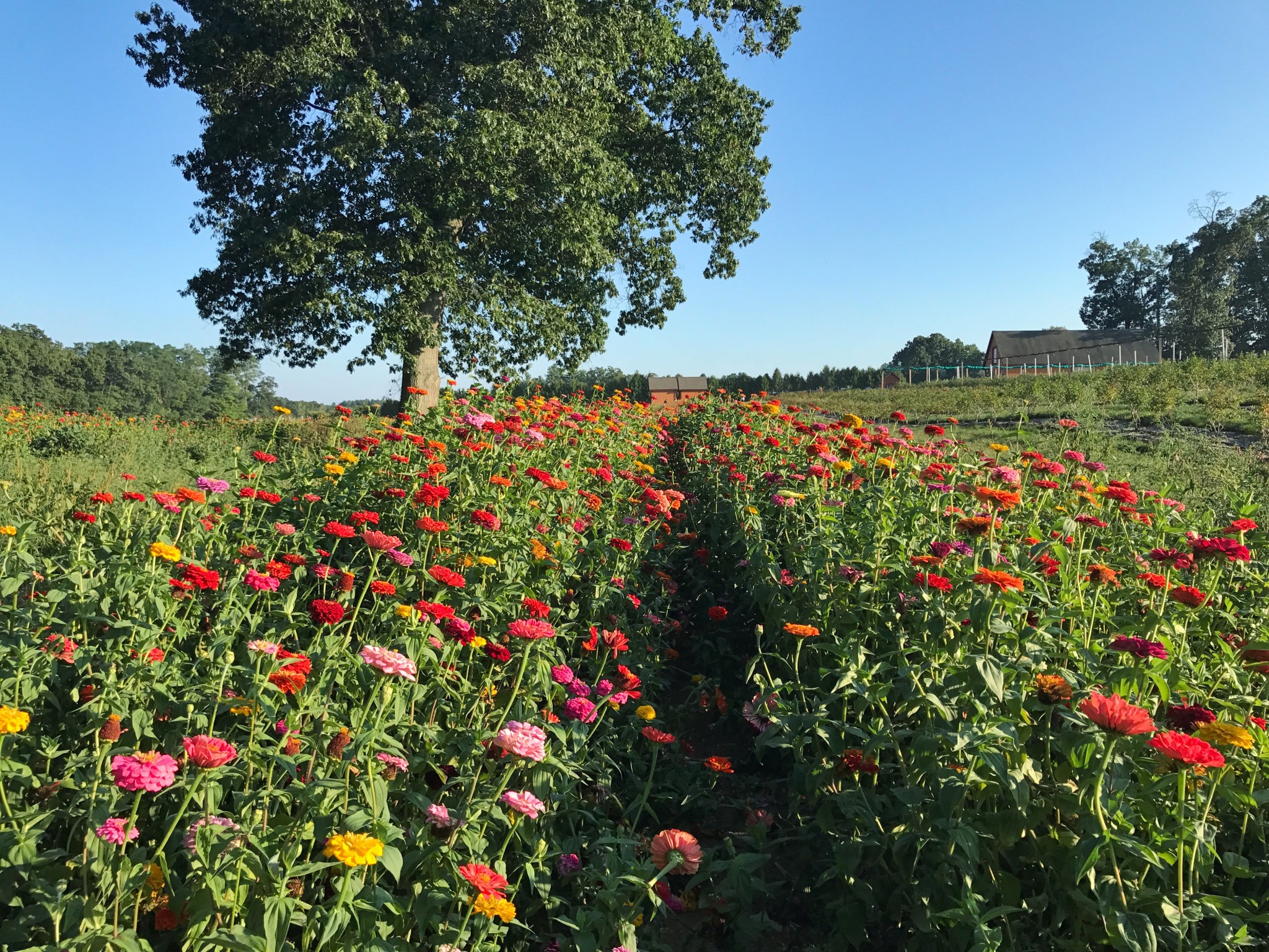 pick your flowers, parlee farms, flower farm, the-alyst.com