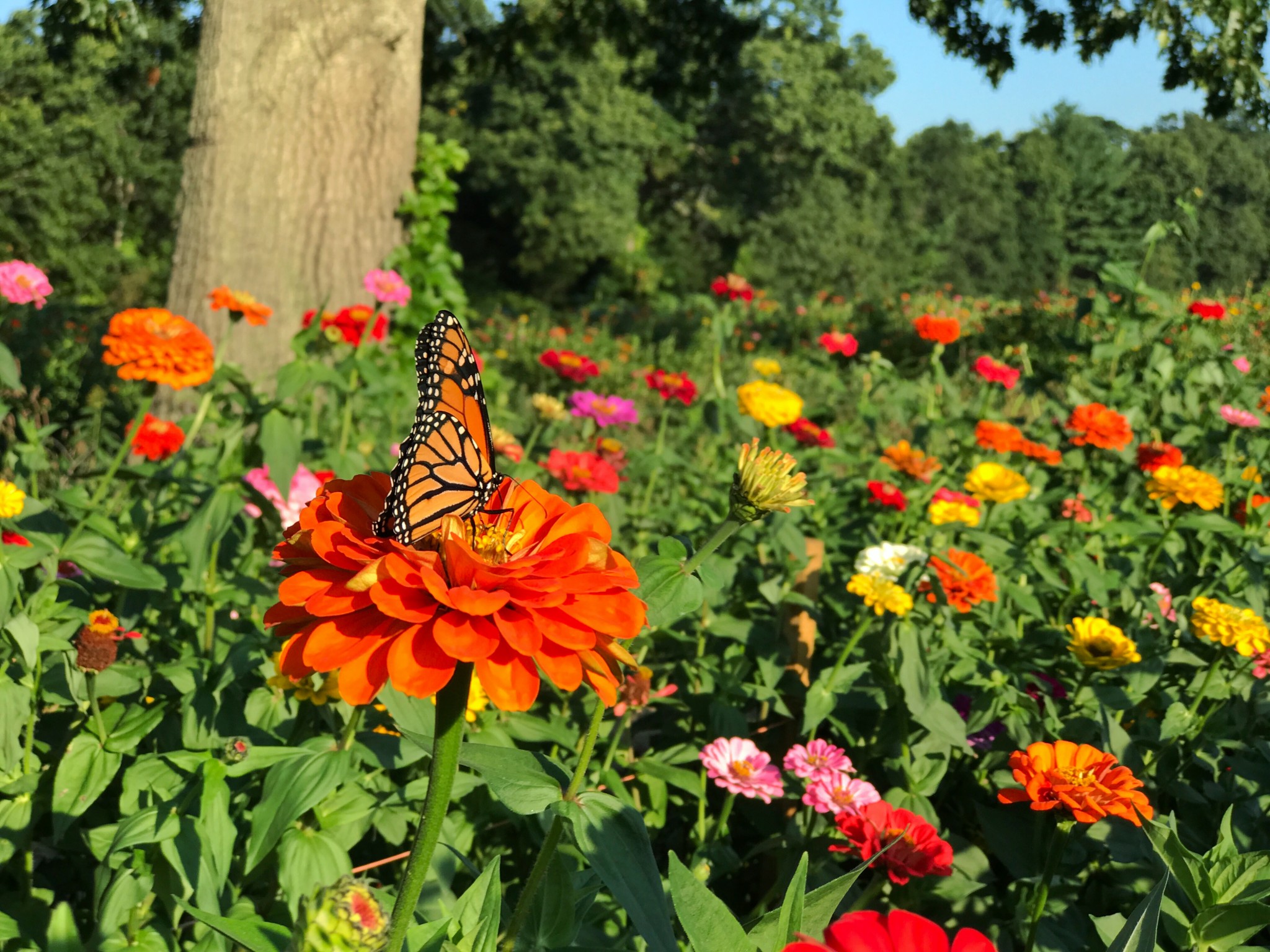 pick your flowers, parlee farms, flower farm, the-alyst.com