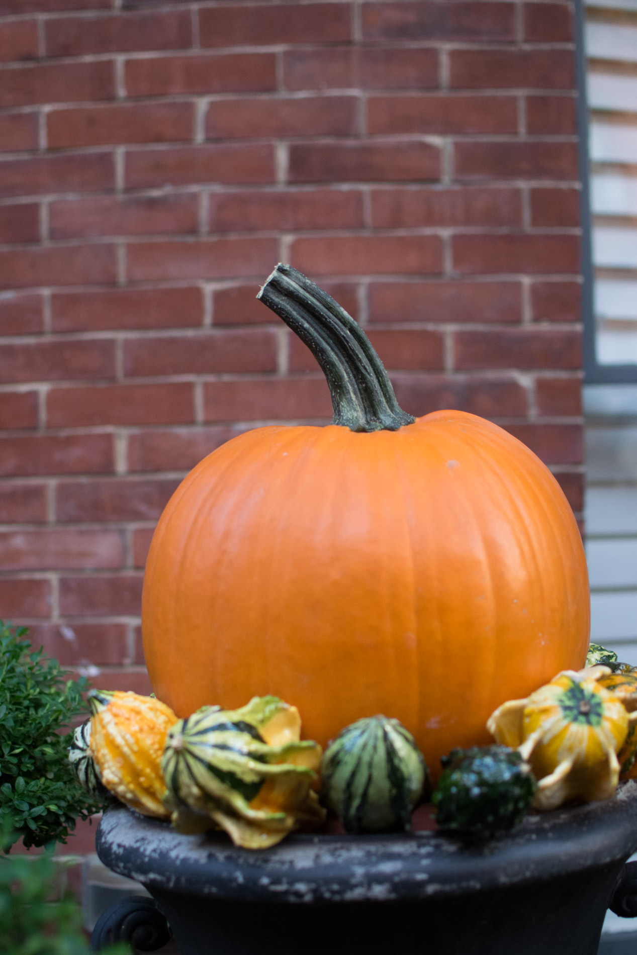 fall decor boston, stoop, urban garden, the-alyst.com