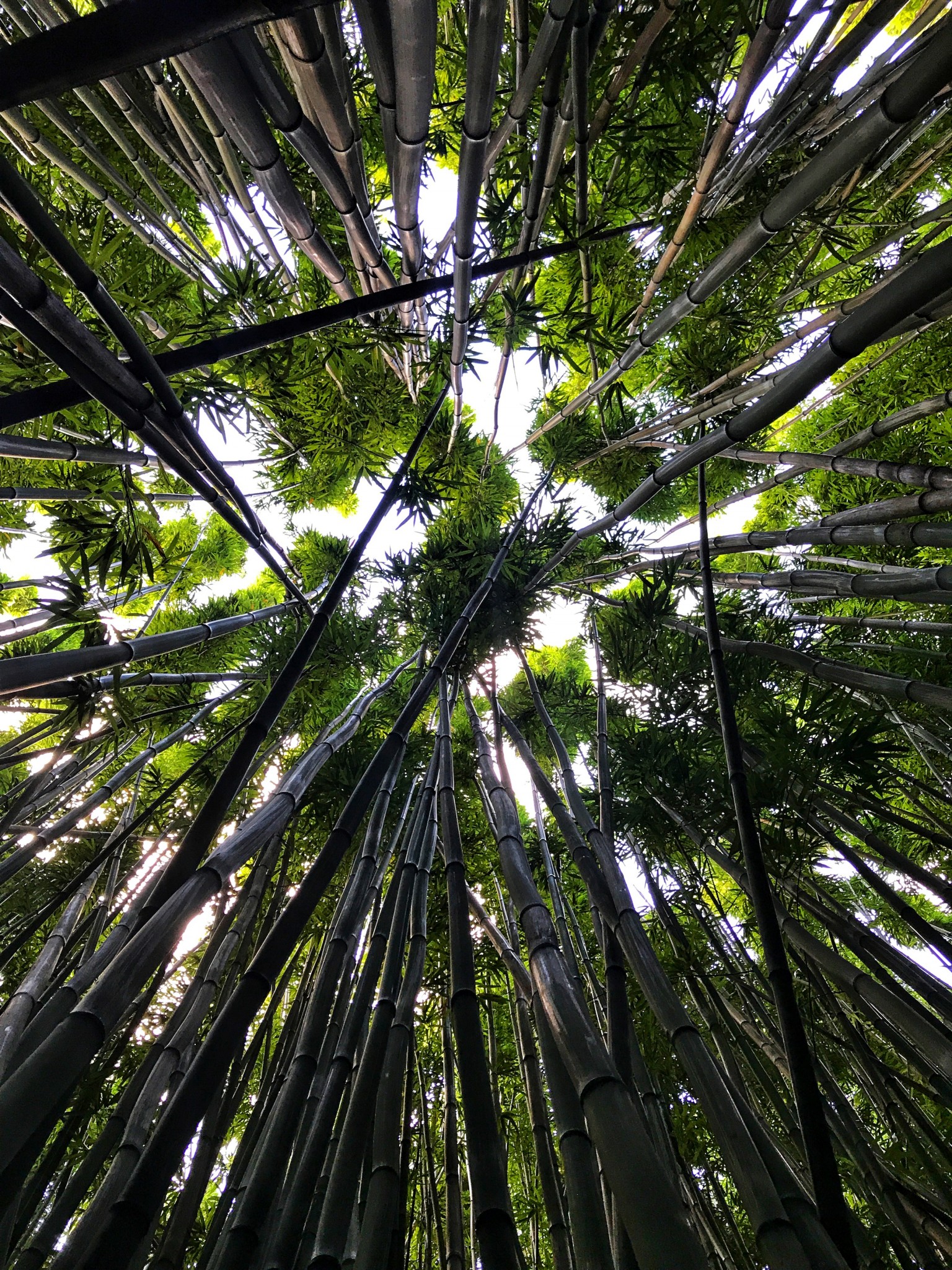 bamboo forest, road to hana, haleakala national park, the-alyst.com