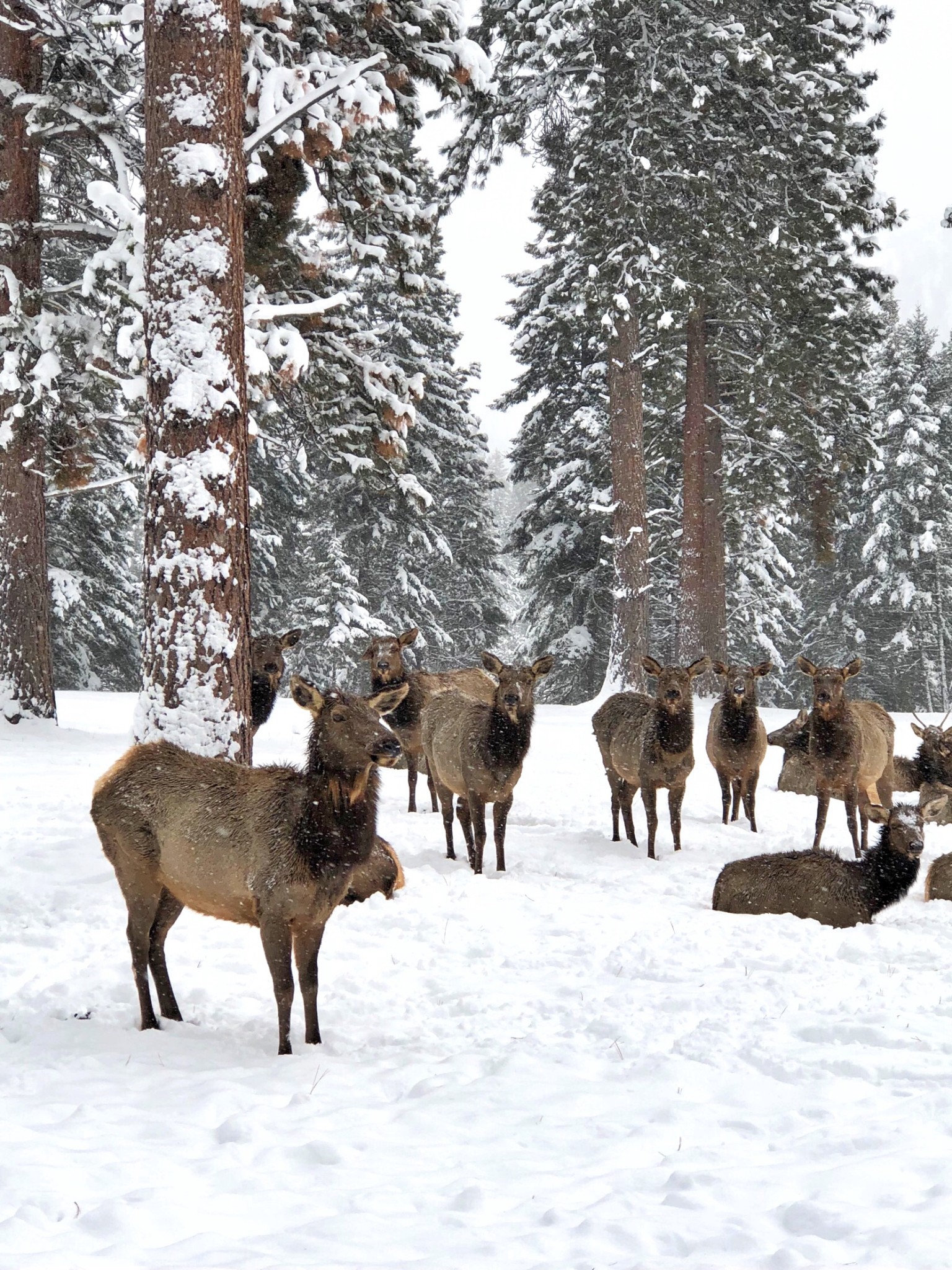 MONTANA, triple creek ranch, the-alyst.com