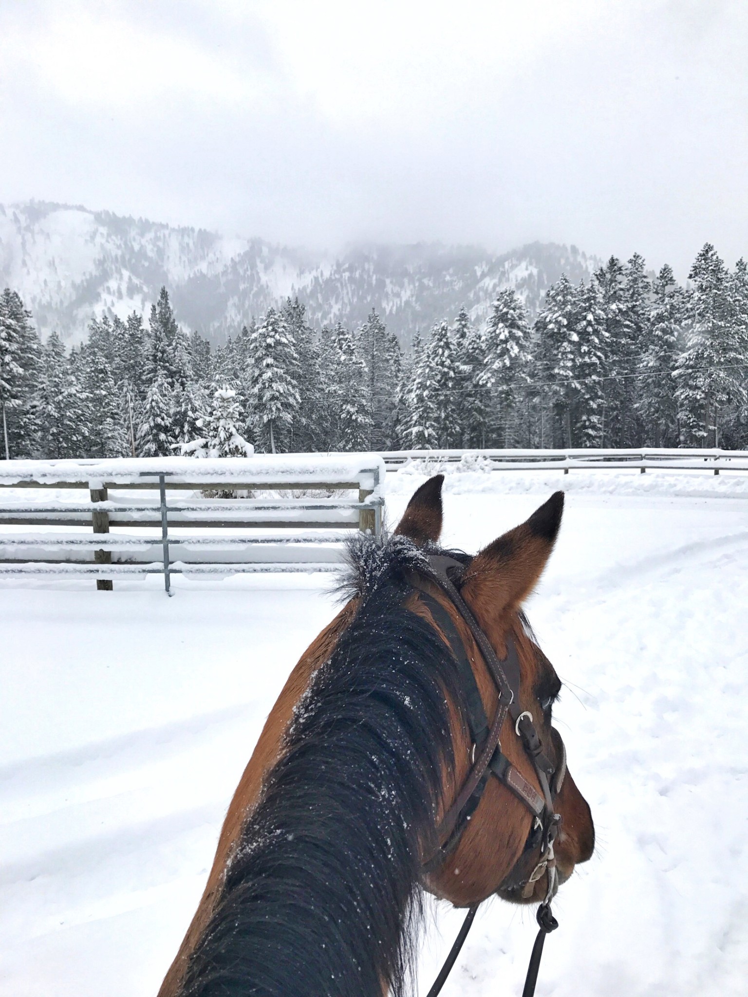 MONTANA, triple creek ranch, the-alyst.com