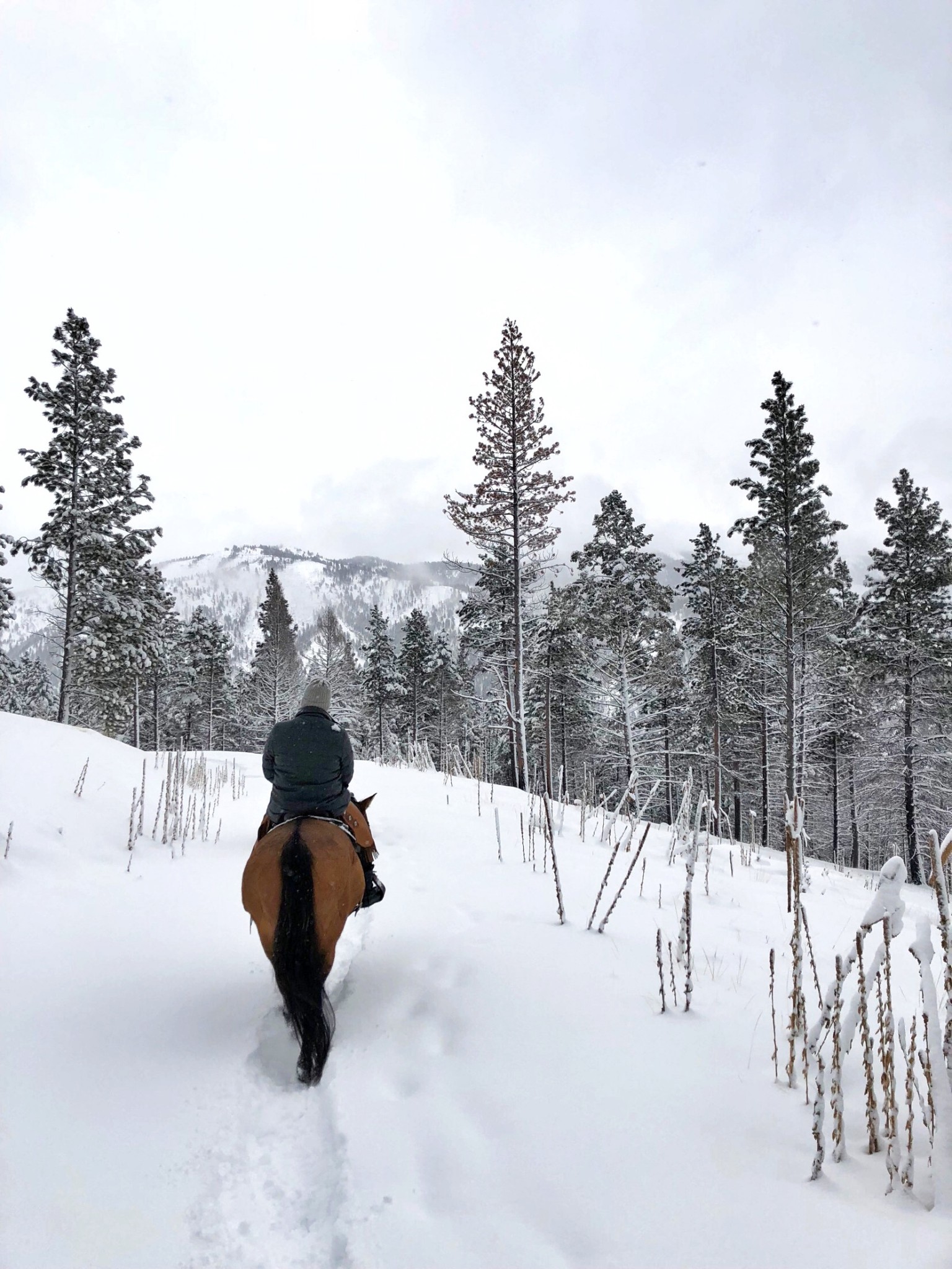 MONTANA, triple creek ranch, the-alyst.com