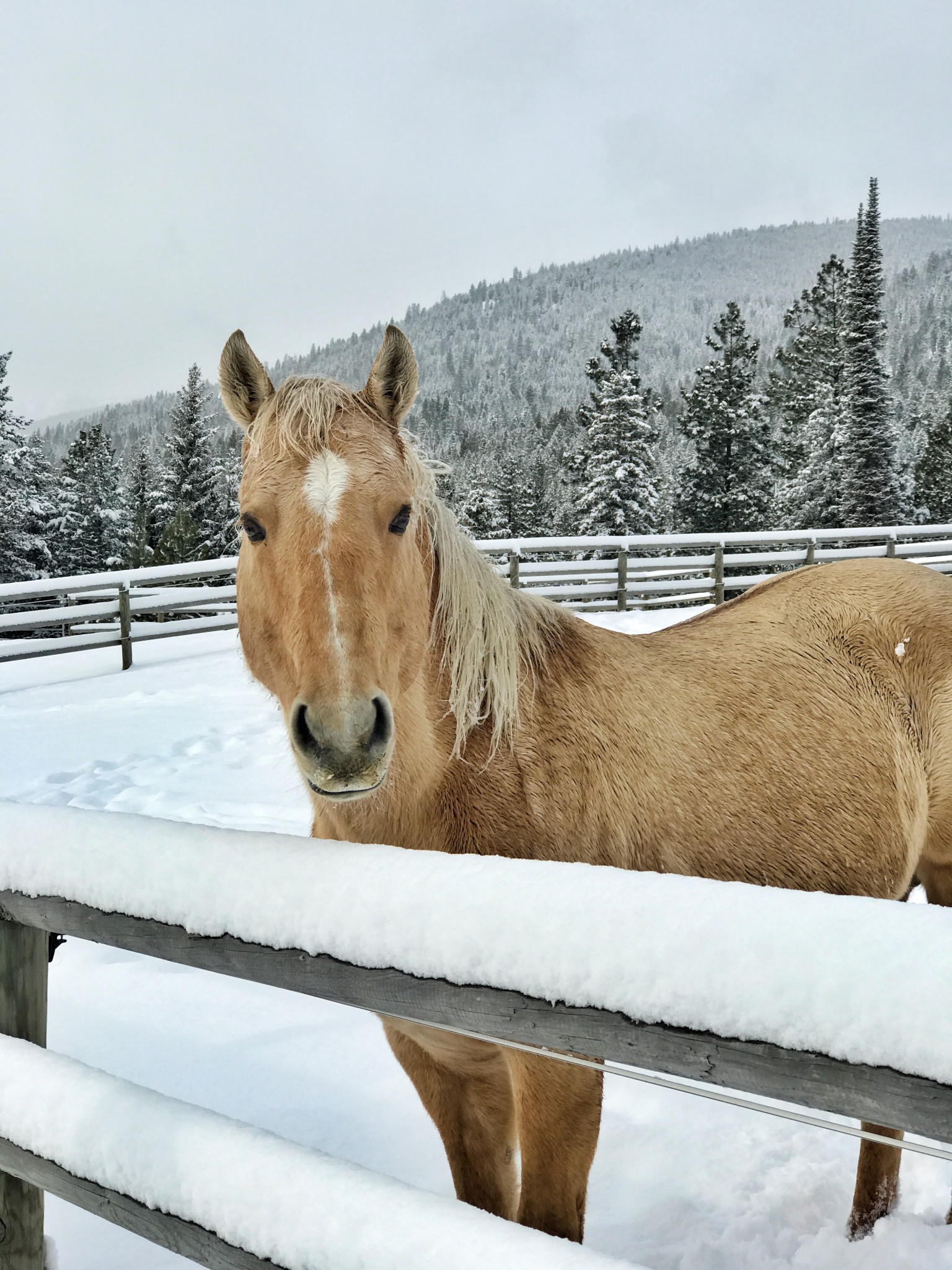 MONTANA, triple creek ranch, the-alyst.com
