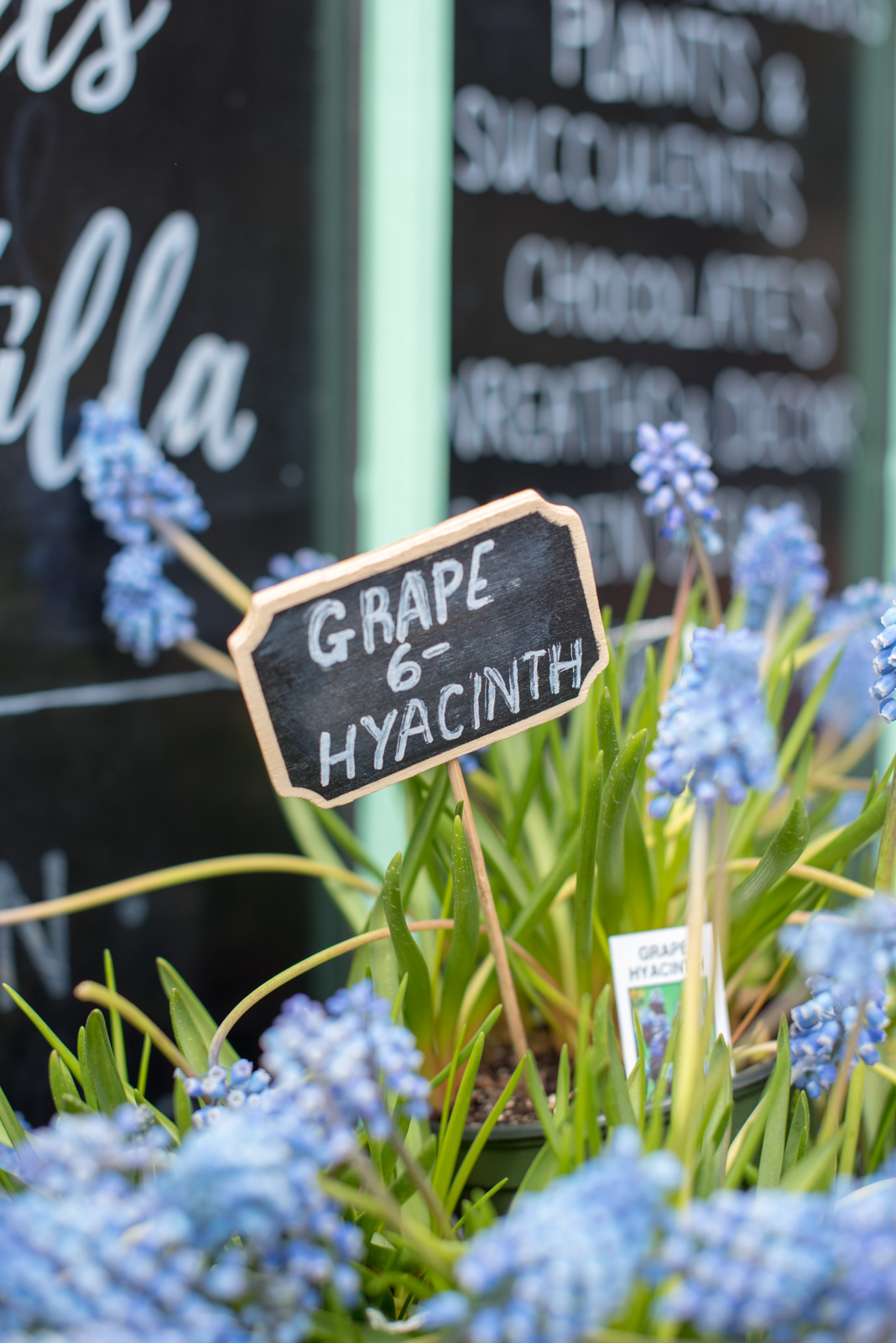 hyacinth, boston, the-alyst.com