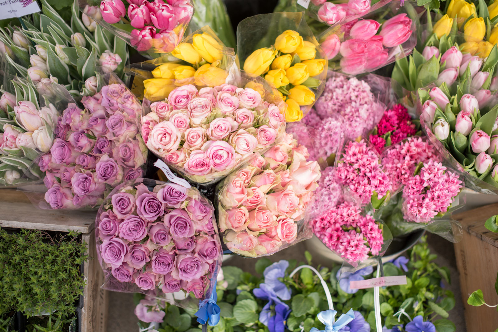 roses, boston, the-alyst.com