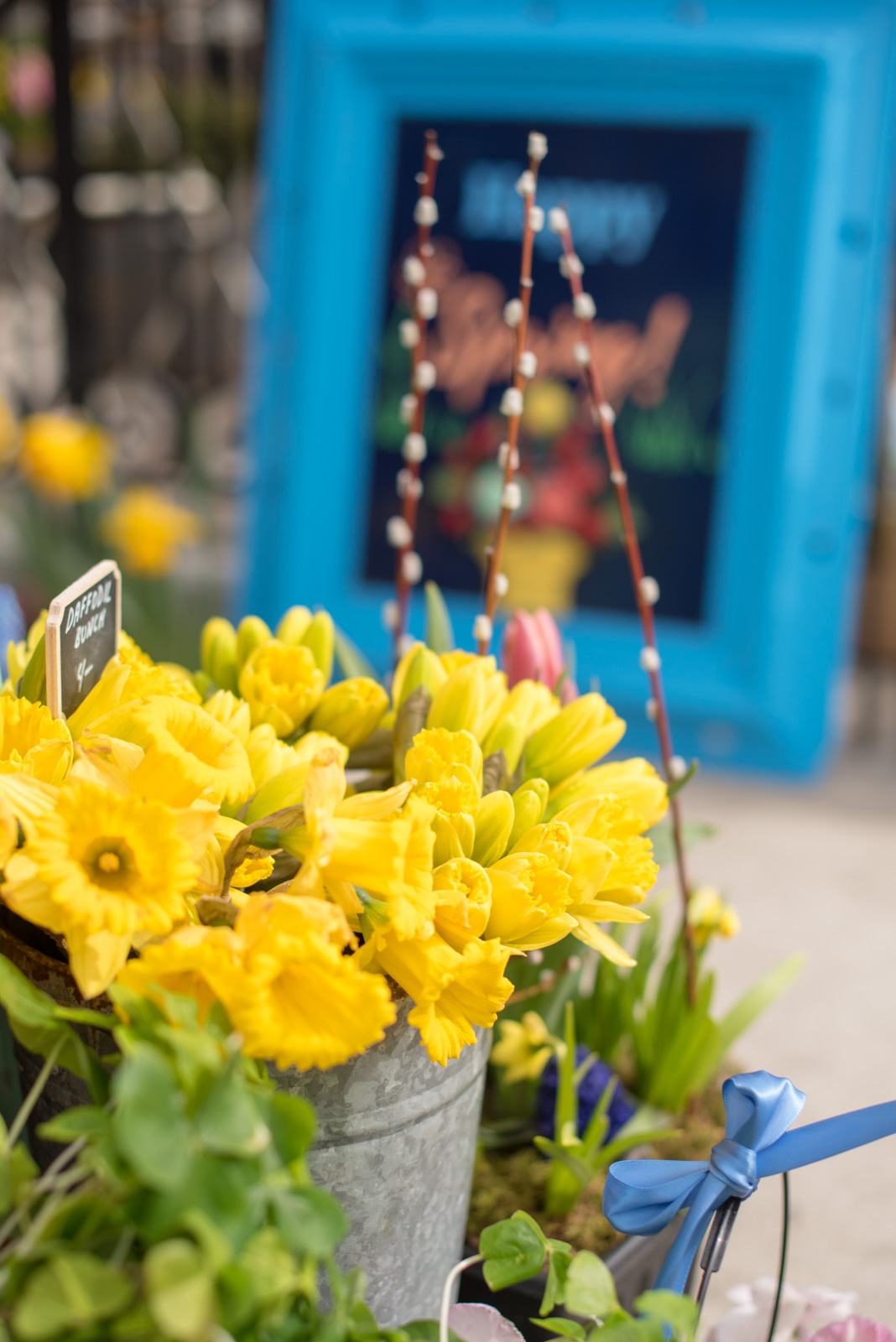 daffodils boston, the-alyst.com