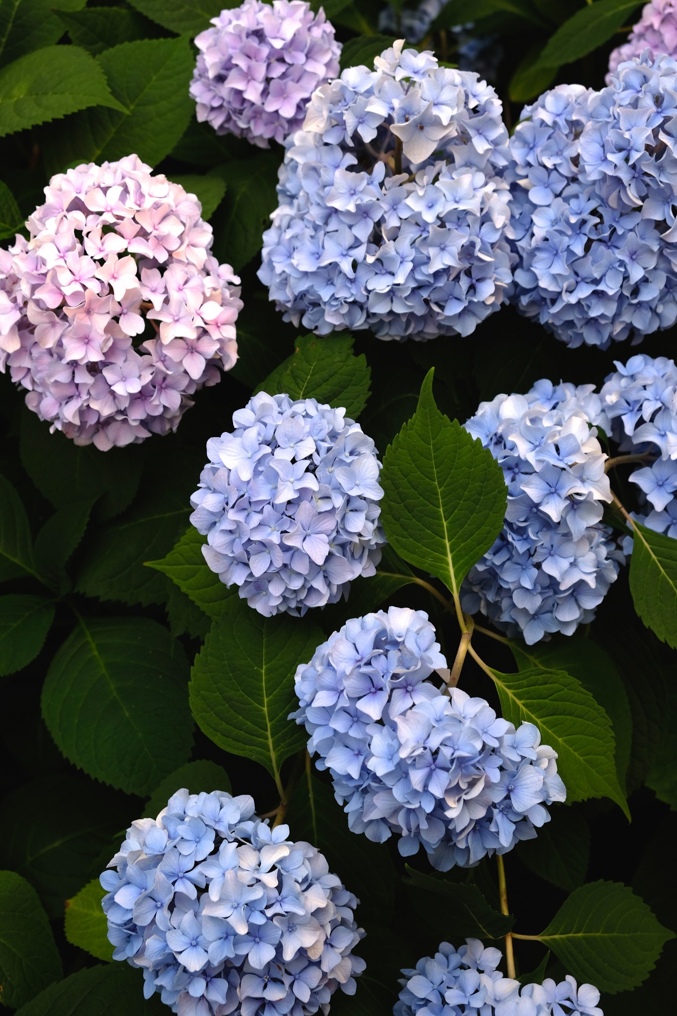 hydrangeas, the-alyst.com