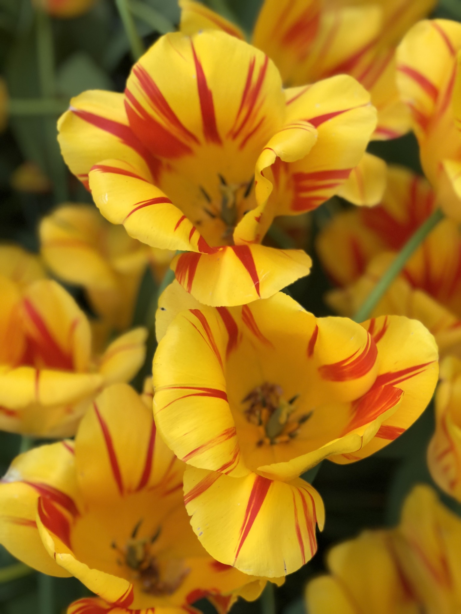 tulip fields netherlands, lisse, the-alyst.com