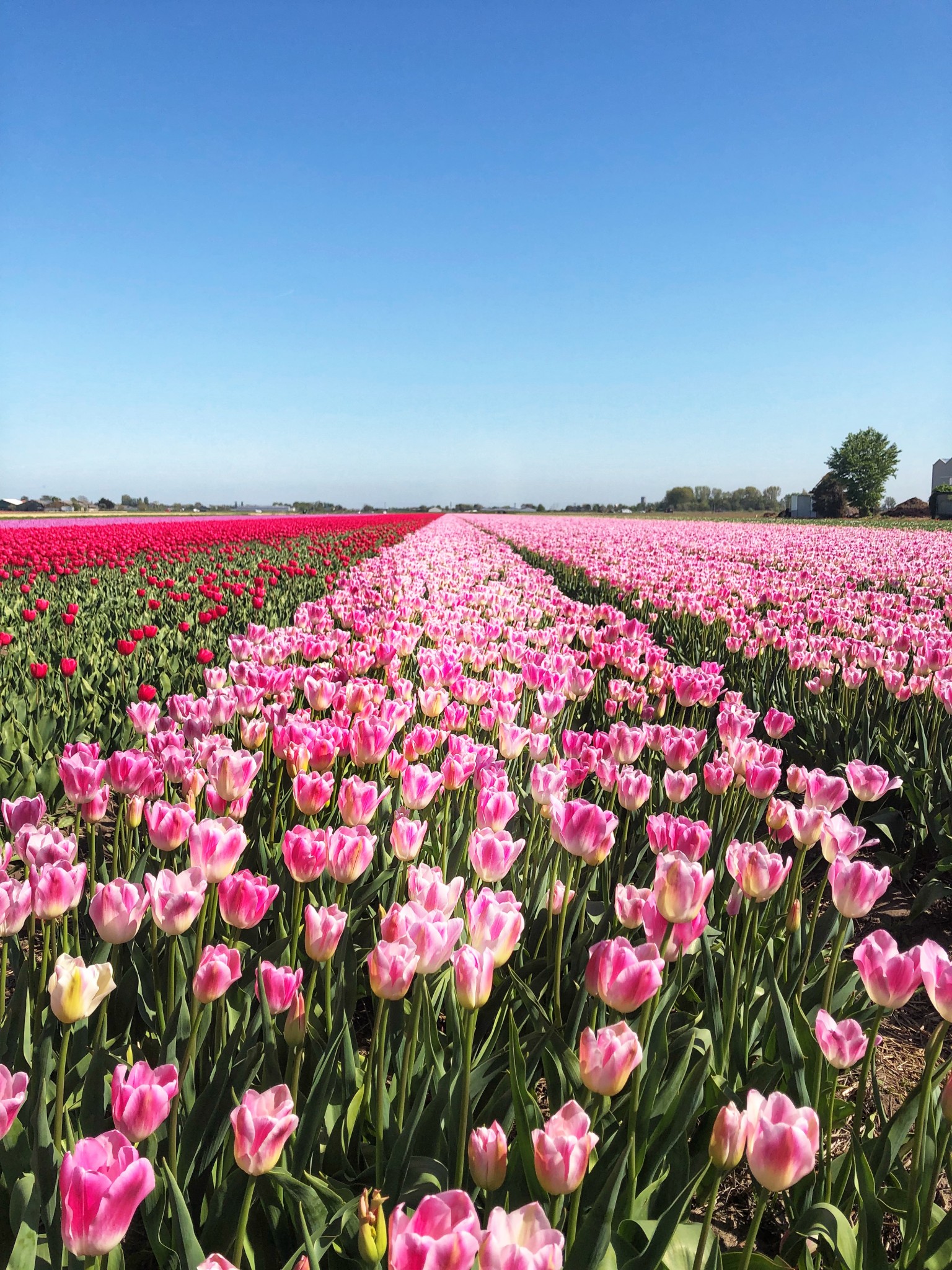 tulip fields netherlands, lisse, the-alyst.com