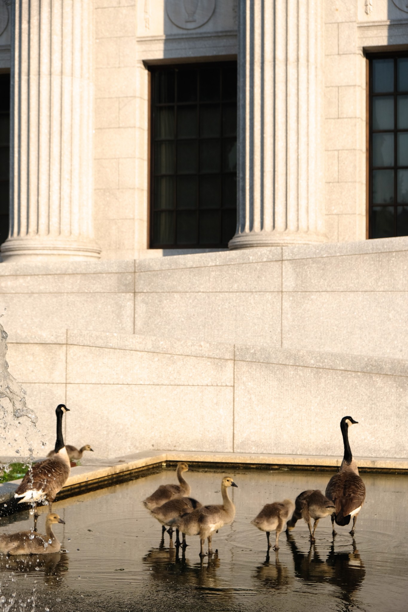 canadian geese, boston, the-alyst.com