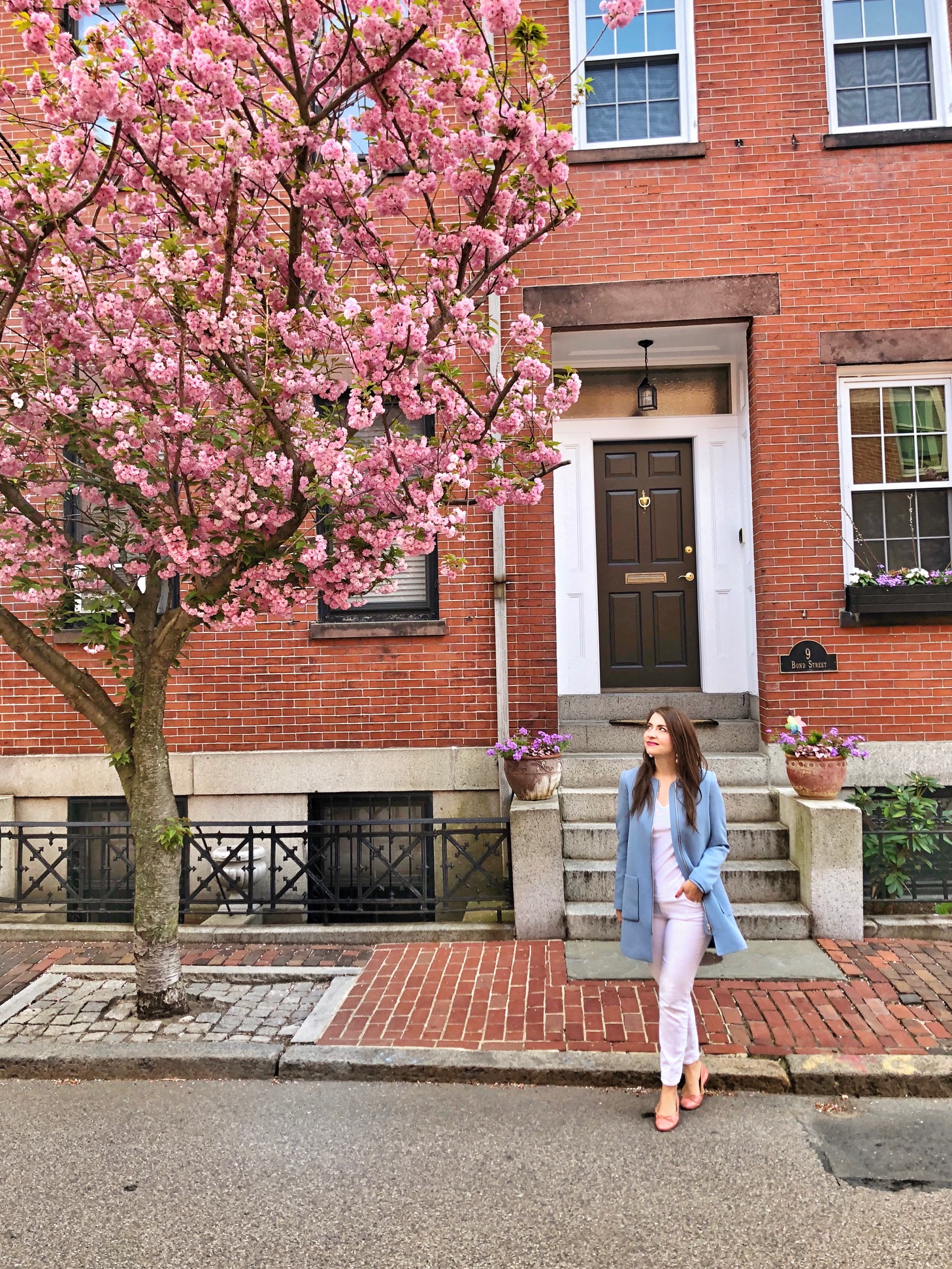 magnolia trees boston, the-alyst.com