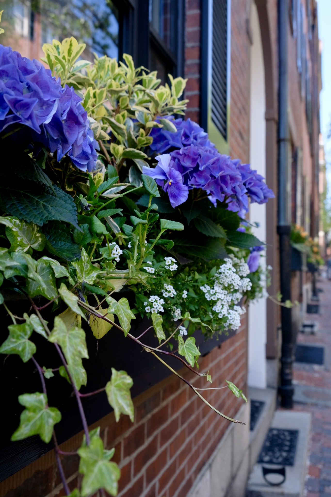 window boxes beacon hill, the-alyst.com