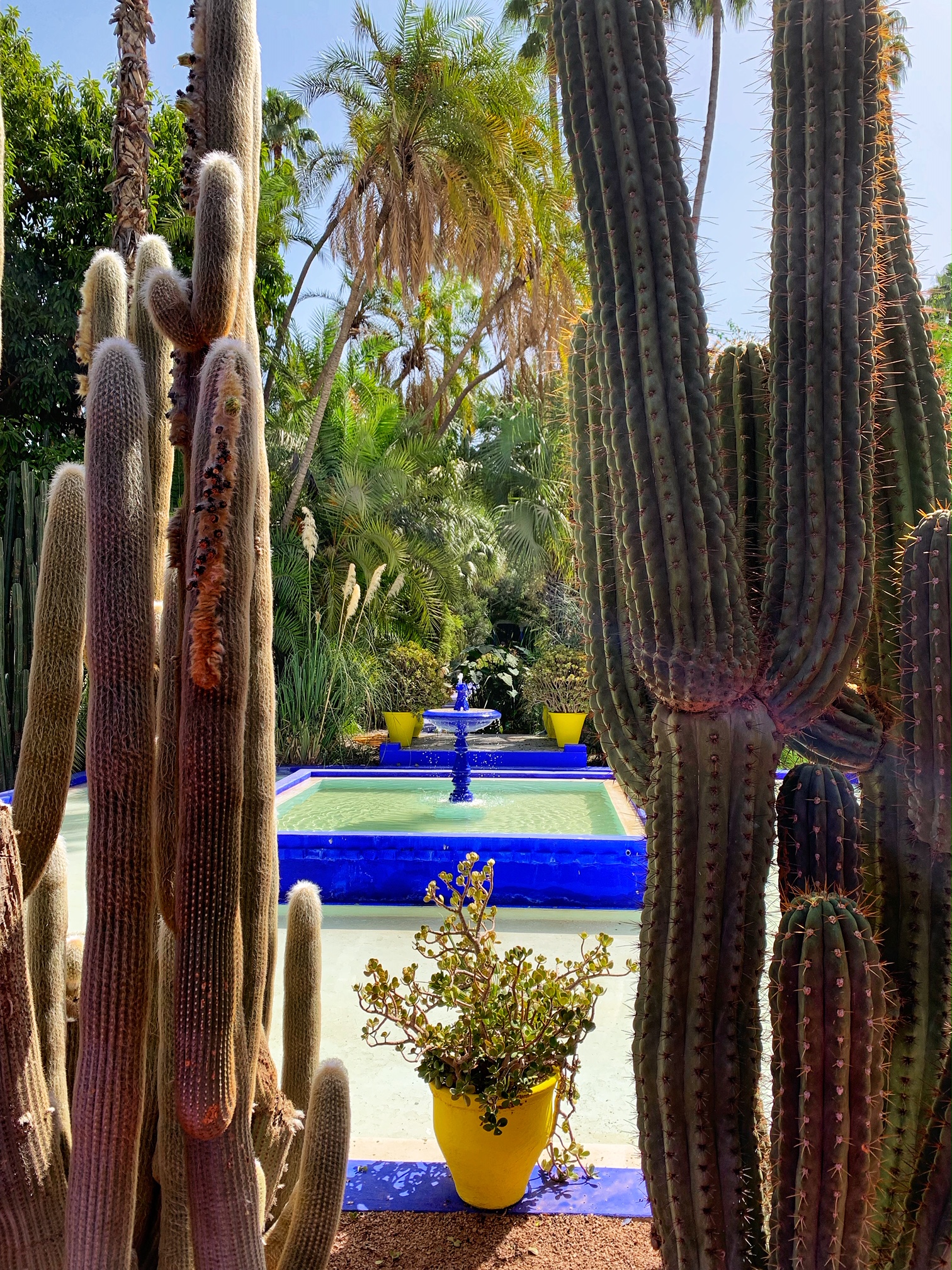 jardin majorelle, ysl museum marrakech, the-alyst.com