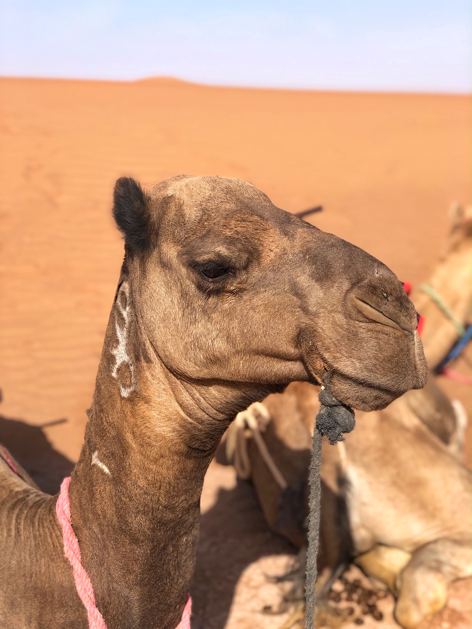 Erg Chigaga Desert Luxury Camp, camel ride, morocco, the-alyst.com
