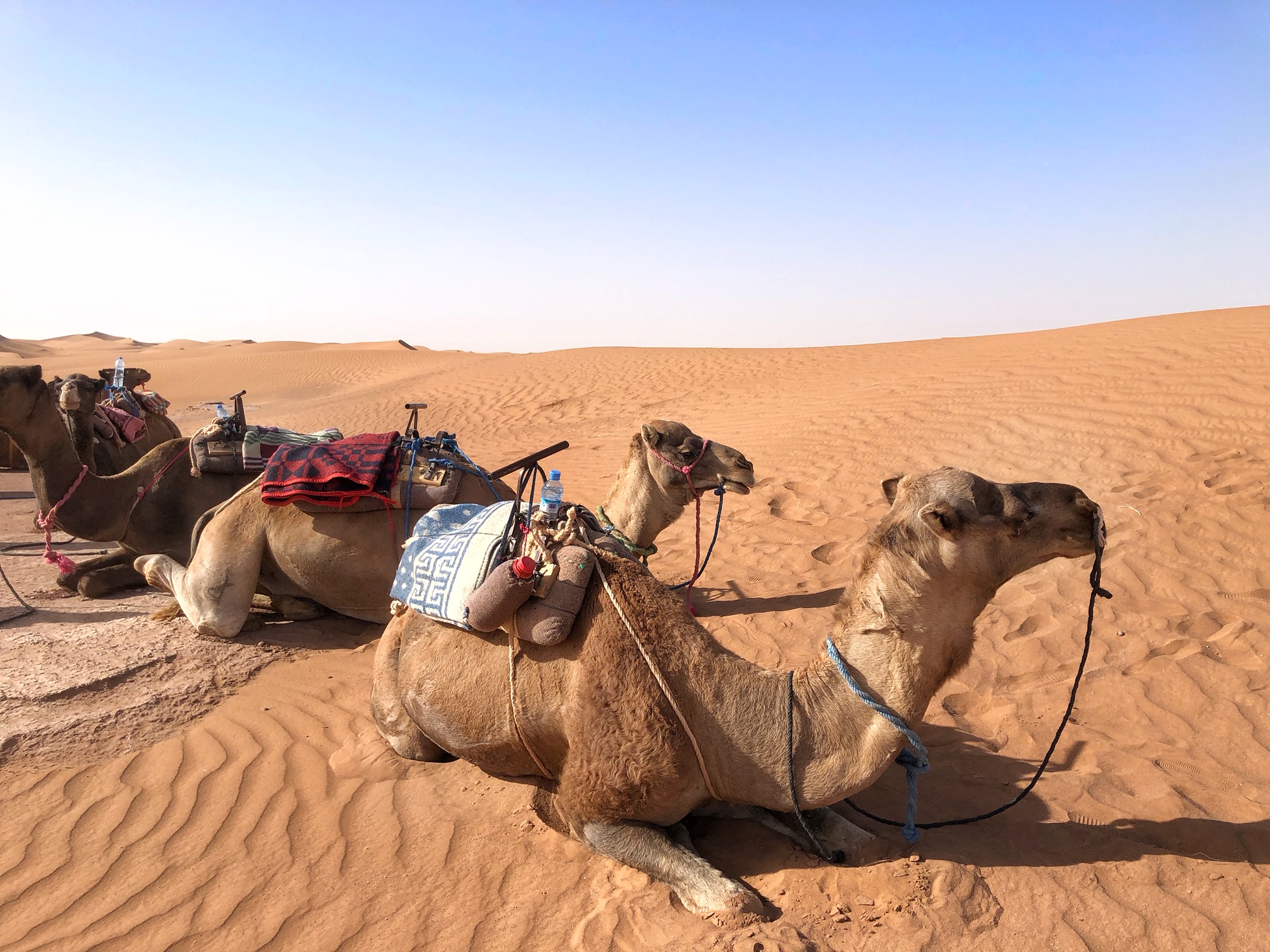 Erg Chigaga Desert Luxury Camp, camel ride, morocco, the-alyst.com