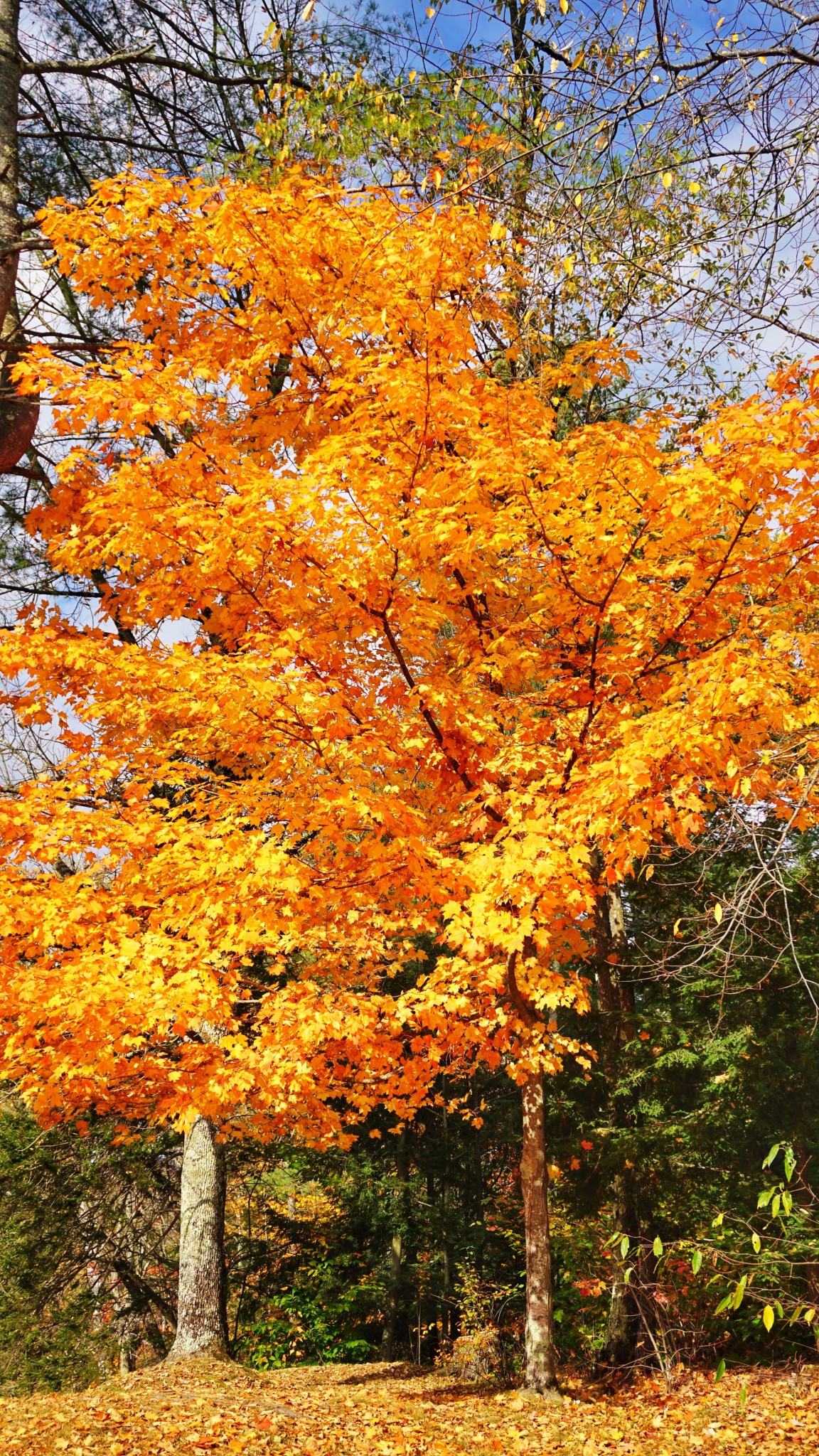 leaf peeping, foliage, stowe, vermont, the-alyst.com