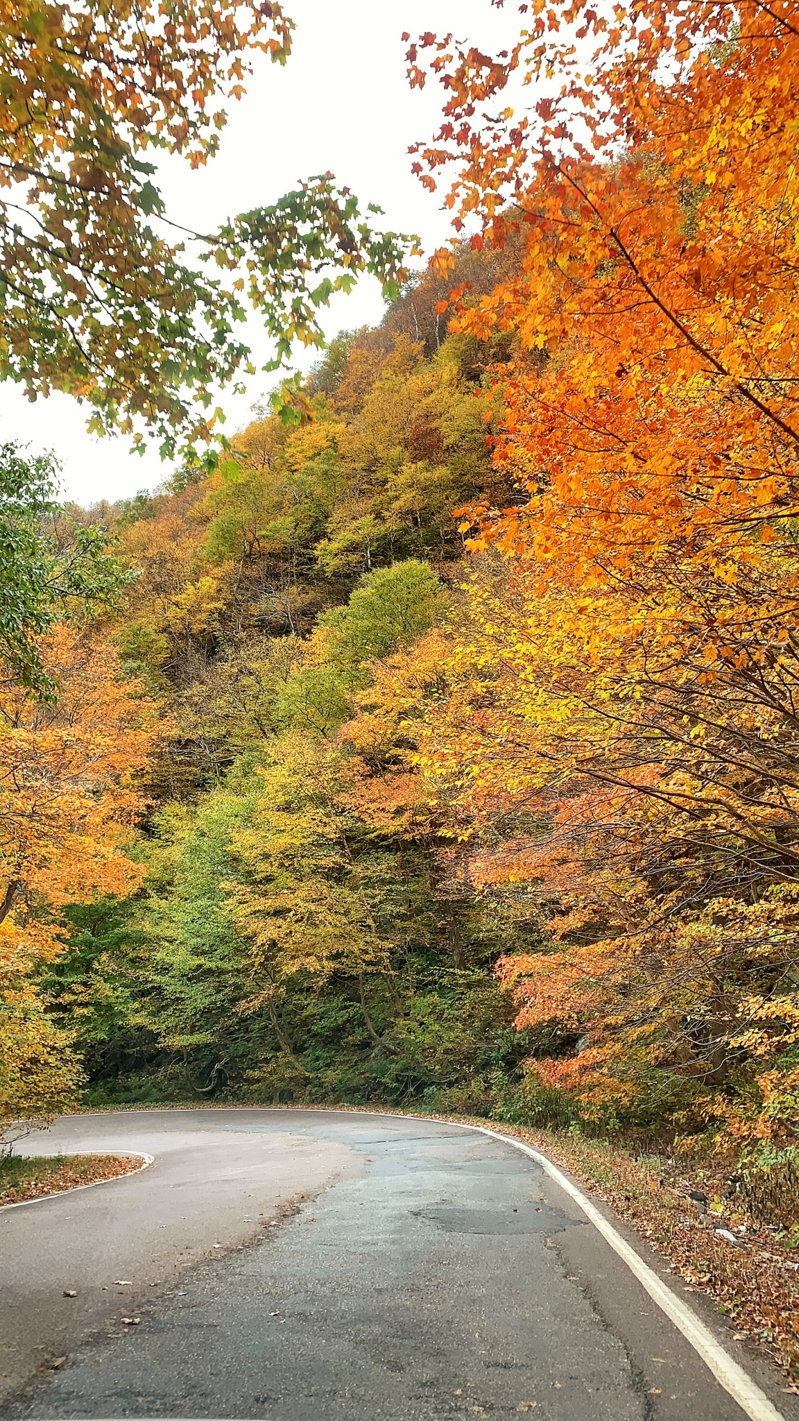 leaf peeping, foliage, stowe, vermont, the-alyst.com